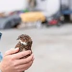 Pirchachhof Апартаменты *