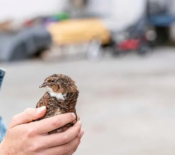 Pirchachhof Apartamento *