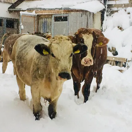 아파트 Pirchachhof 웬스